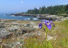 Iris and rugged coastline
