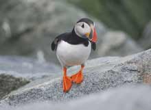 Atlantic Puffin