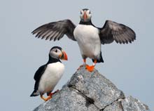 Puffins